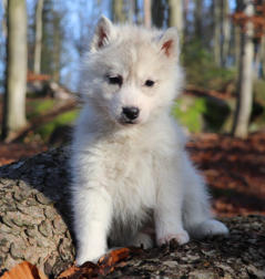 Siberian Husky Nordic Fire