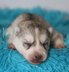 Siberian Husky Nordic Fire