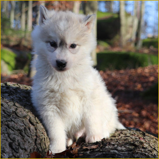 Siberian Husky Nordic Fire