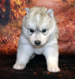 Siberian Husky Nordic Fire