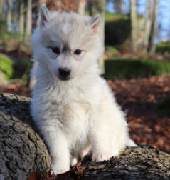 Siberian Husky Nordic Fire