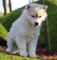 Siberian Husky Nordic Fire