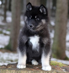 Siberian Husky Nordic Fire