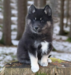 Siberian Husky Nordic Fire