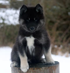 Siberian Husky Nordic Fire