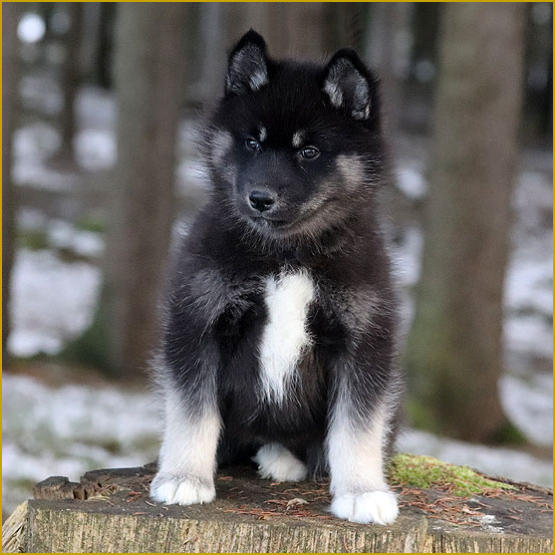 Siberian Husky Nordic Fire