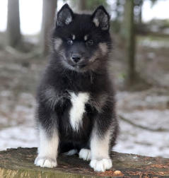 Siberian Husky Nordic Fire