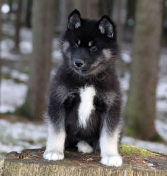 Siberian Husky Nordic Fire