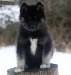 Siberian Husky Nordic Fire