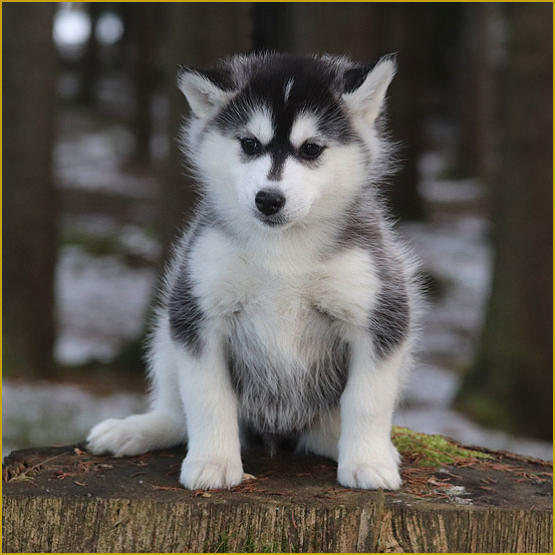 Siberian Husky Nordic Fire