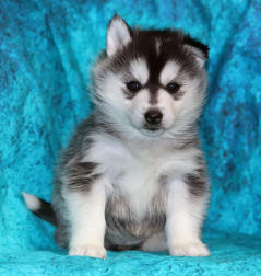 Siberian Husky Nordic Fire