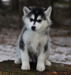 Siberian Husky Nordic Fire