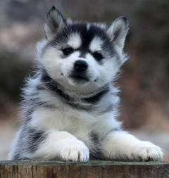 Siberian Husky Nordic Fire