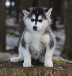 Siberian Husky Nordic Fire