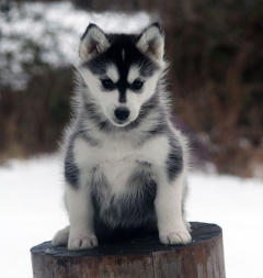 Siberian Husky Nordic Fire