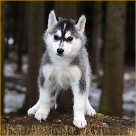 Siberian Husky Nordic Fire