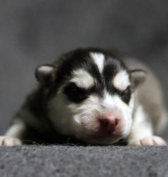 Siberian Husky Nordic Fire