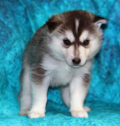 Siberian Husky Nordic Fire