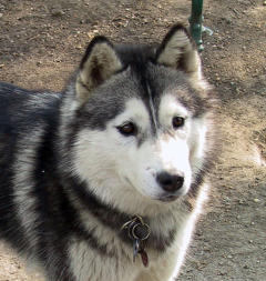 Siberian Husky Nordic Fire