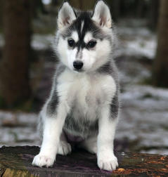 Siberian Husky Nordic Fire