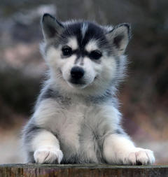 Siberian Husky Nordic Fire