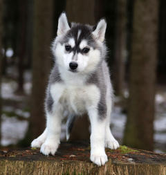 Siberian Husky Nordic Fire