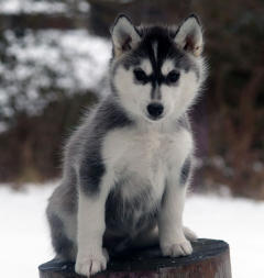 Siberian Husky Nordic Fire