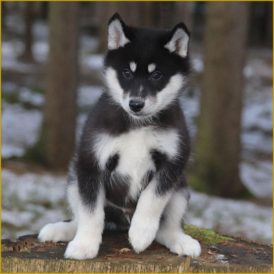 Siberian Husky Nordic Fire