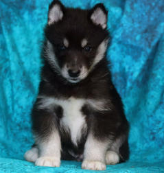 Siberian Husky Nordic Fire