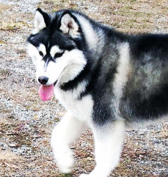 Siberian Husky Nordic Fire