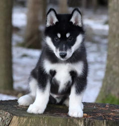 Siberian Husky Nordic Fire