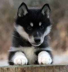 Siberian Husky Nordic Fire