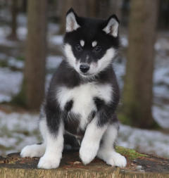 Siberian Husky Nordic Fire