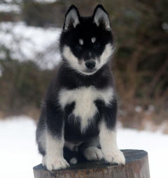 Siberian Husky Nordic Fire