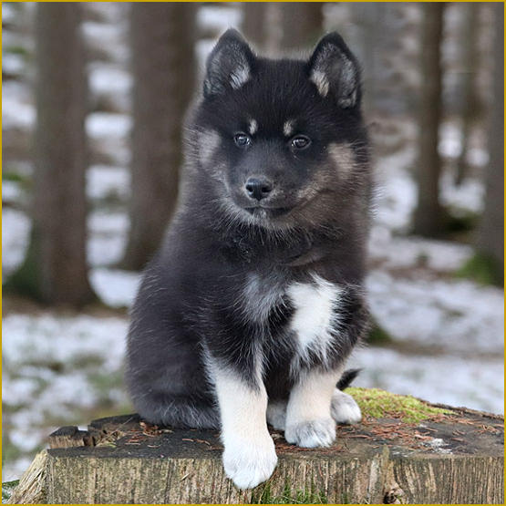 Siberian Husky Nordic Fire