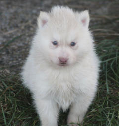 Siberian Husky Nordic Fire