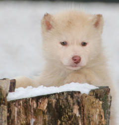 Siberian Husky Nordic Fire