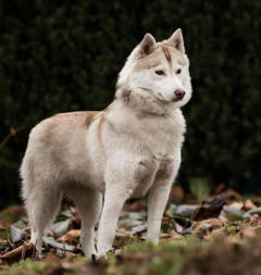 Siberian Husky Nordic Fire