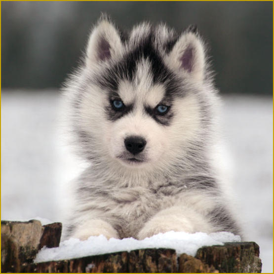 Siberian Husky Nordic Fire