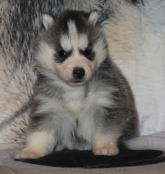 Siberian Husky Nordic Fire