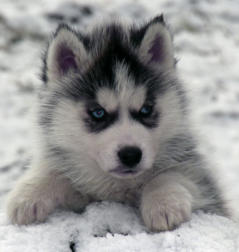 Siberian Husky Nordic Fire