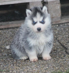 Siberian Husky Nordic Fire