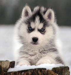 Siberian Husky Nordic Fire