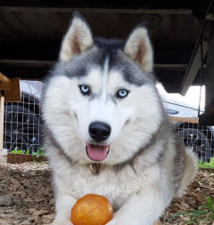 Siberian Husky Nordic Fire