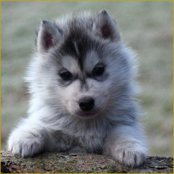 Siberian Husky Nordic Fire