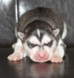 Siberian Husky Nordic Fire