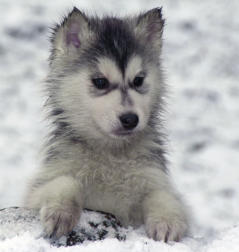 Siberian Husky Nordic Fire