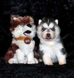 Siberian Husky Nordic Fire