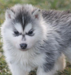 Siberian Husky Nordic Fire