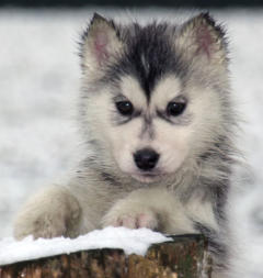 Siberian Husky Nordic Fire